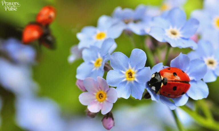 Are Ladybugs a Sign From Angels? Spiritual Meanings Explained