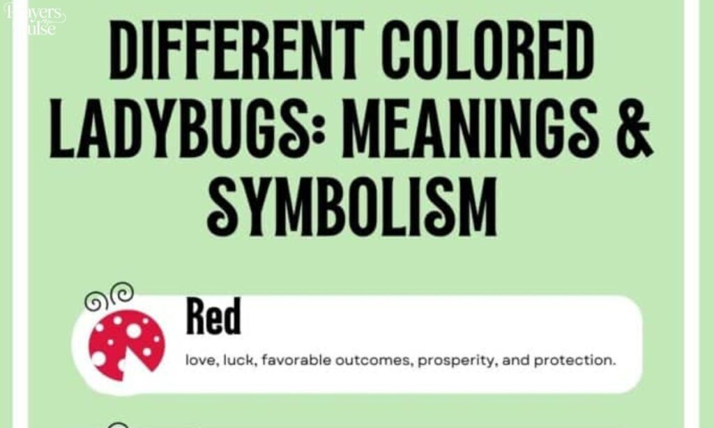 Spiritual Meaning of Different Colored Ladybugs