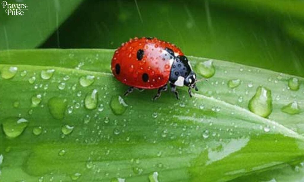 The Spiritual and Historical Symbolism of Ladybugs
